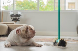 Bull dog looking at a broom sweeping up dog hair.