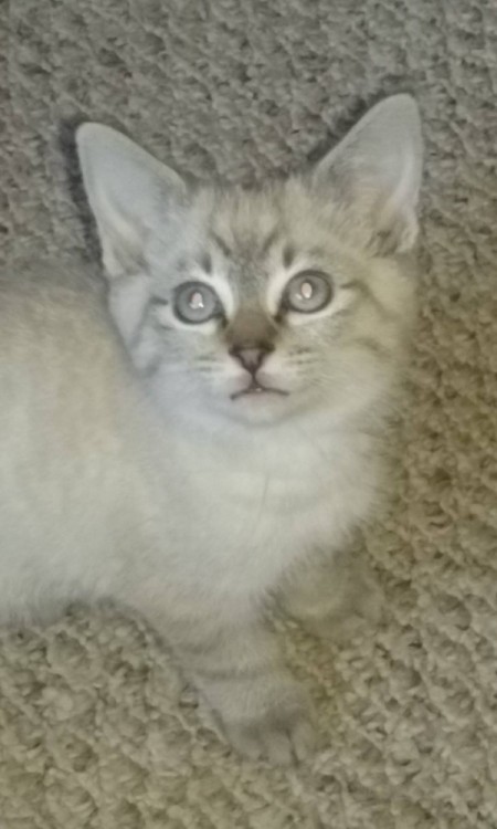 Tobie (Lynx Point Siamese Mix) - grey and white cat