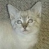 Tobie (Lynx Point Siamese Mix) - grey and white cat