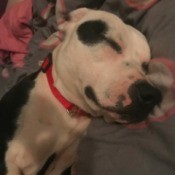 What Breed Is My Dog? - sleeping black and white puppy