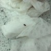 Identifying Little Black Bugs