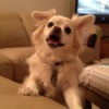 Lily Marie Seeley (Pekingese and Chihuahua) - cream colored dog on couch