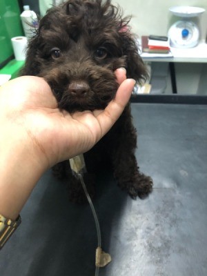 Prognosis for a Puppy with Parvo - little black Poodle puppy