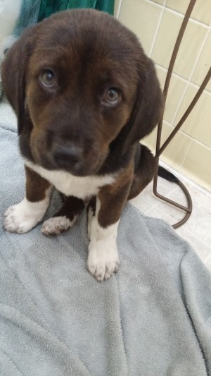 What Breed Is My Dog? - dark brown puppy with white on chest and feet