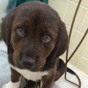 What Breed Is My Dog? - dark brown puppy with white on chest and feet