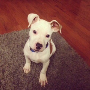 Is My Dog a Full Blooded Pit? - white puppy with brown markings