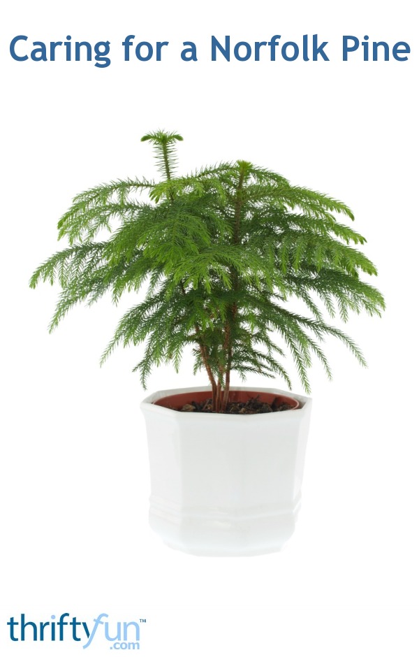 Caring For A Norfolk Pine Thriftyfun