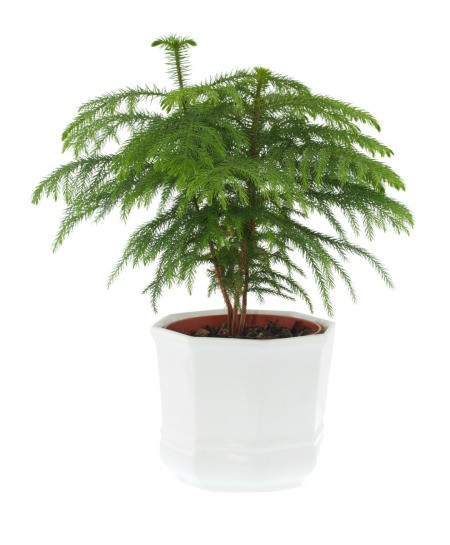 A Norfolk pine or Araucaria heterophylla, in a white pot.