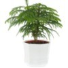 A Norfolk pine or Araucaria heterophylla, in a white pot.