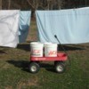 Using buckets and a red wagon to transport wet clothing to the clothesline.