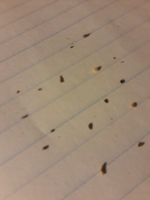 Identifying Tiny Bugs - bugs on lined notebook paper