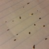 Identifying Tiny Bugs - bugs on lined notebook paper