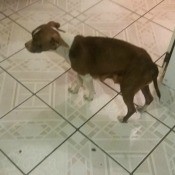 Caring for a Dog and Her Puppies - small black and white dog