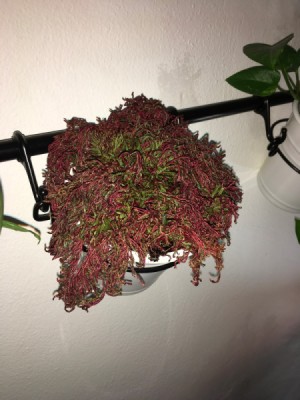 What Is This Houseplant? red and green houseplant in hanging pot