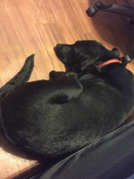 What Breed Is My Dog? - large black dog on floor
