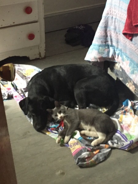 What Breed Is My Dog? - dog and cat lying together