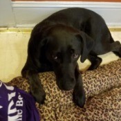 What Breed Is My Dog? - black dog lying on the floor