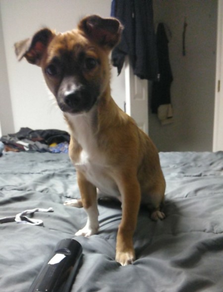 Monkey (Jack Russell Chihuahua -
Mix) - small brown and white dog with dark muzzle