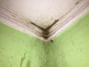 Some insects in the corner of a bathroom ceiling.