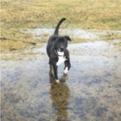 Is My Pit Bull Full Blooded? black and white dog