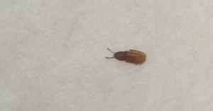 Identifying a Bug in My Washroom