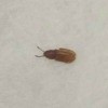 Identifying a Bug in My Washroom