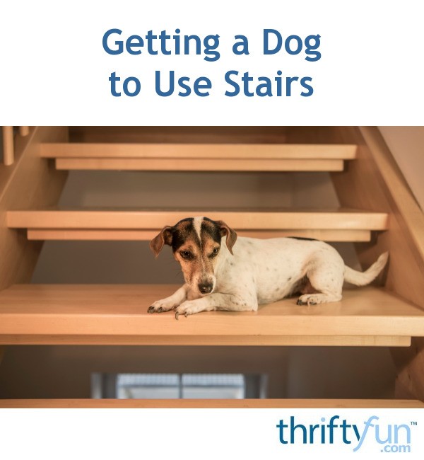 Getting a Dog to Use Stairs? ThriftyFun