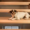 Dog on wooden stairs.