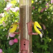 Two goldfinches at a bird feeder.