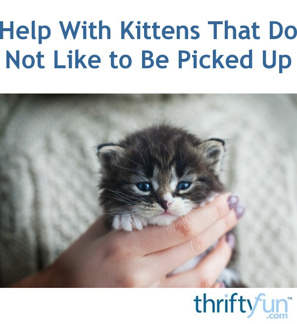 Help With Kittens That Do Not Like to Be Picked Up? ThriftyFun