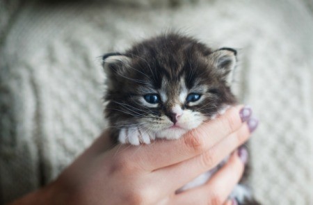 Kitten Being Held