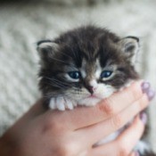 Kitten Being Held