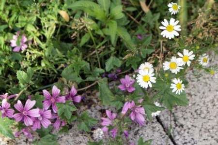 Pretty Weeds - pink five petal flowers and white and yellow daisy like ones