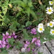 Pretty Weeds - pink five petal flowers and white and yellow daisy like ones