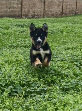 Is My Dog a Purebred Husky? - tricolored puppy
