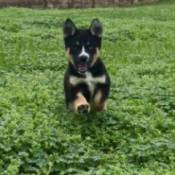 Is My Dog a Purebred Husky?  - tricolored puppy