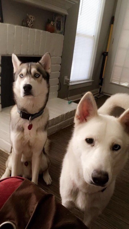 Is My Dog a Purebred Husky?