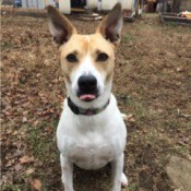 What Breed Is My Dog? tan and white dog with erect ears