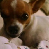 Dog Is Nauseous and Not Pooping - small white and brown puppy