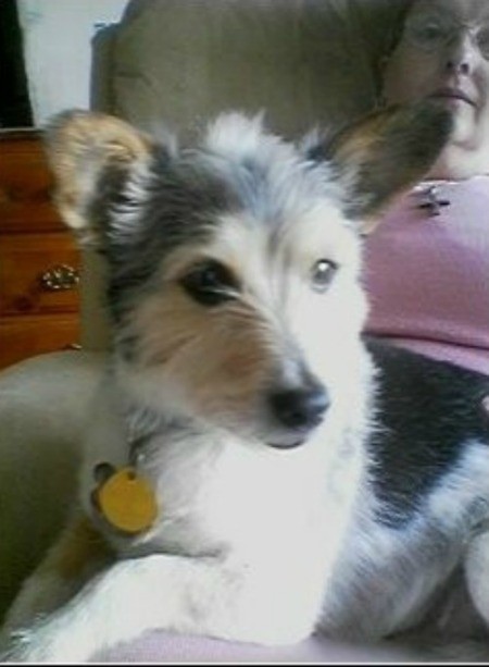 Organizations That Help With Vet Bills for Companion Dogs - small tri-colored dog