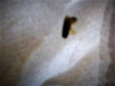 A picture of a small bug on a white background.