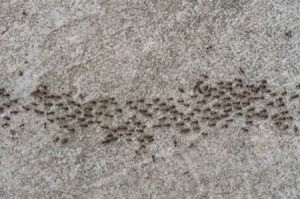 Line of ants on concrete