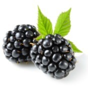Two blackberries on white background