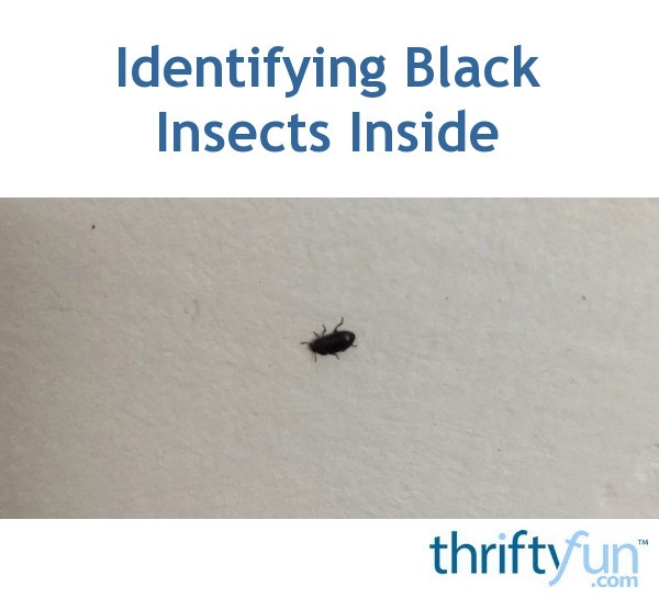 Identifying Black Insects Inside? | ThriftyFun