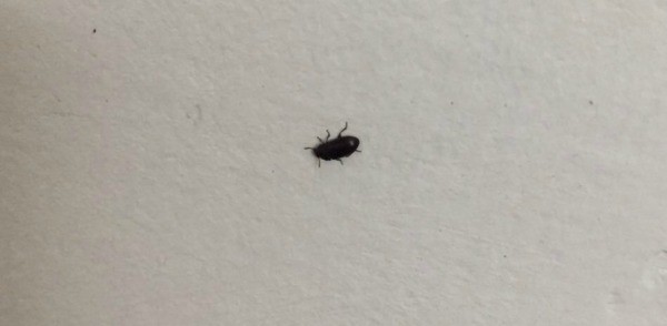 Identifying Black Insects Inside L4 