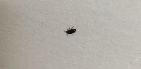 Small Black Insects In Bedroom Www Stkittsvilla Com   Identifying Black Insects Inside L4 