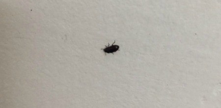 Identifying Black Insects Inside