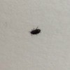 Identifying Black Insects Inside