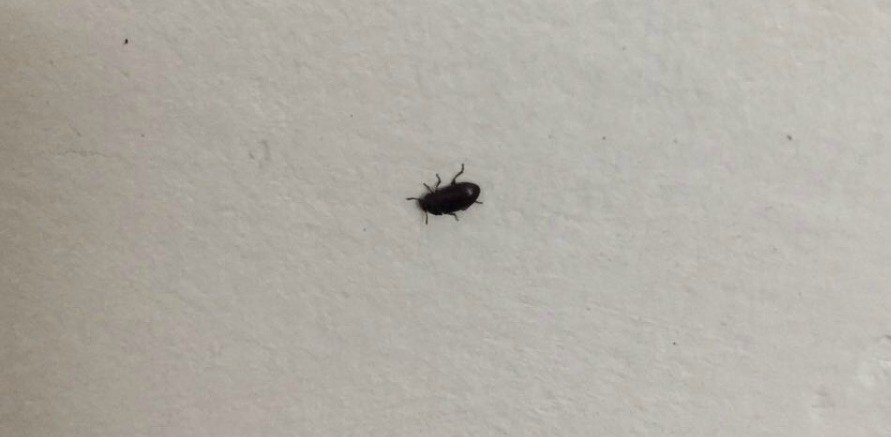 carpet beetle in bathroom sink