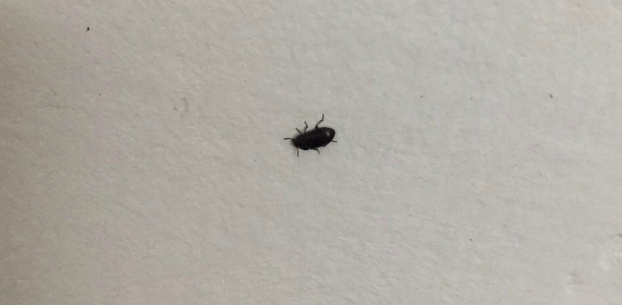 Little Black Round Bugs In Bedroom Www Stkittsvilla Com   Identifying Black Insects Inside X4 